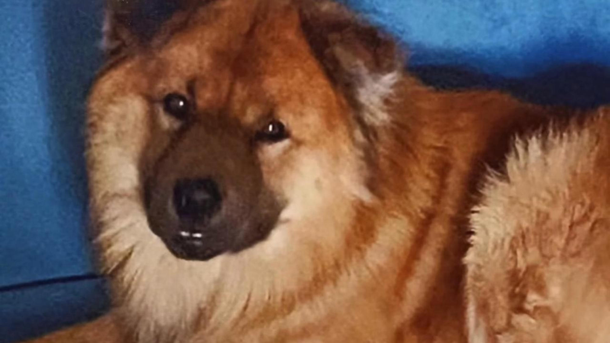 Balto